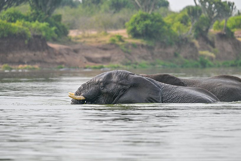 Deux éléphants dans l'eau - la vie sauvage africaine à fleur de peau par Robert Styppa