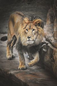 Photographie de lion mâle sur Nikki IJsendoorn