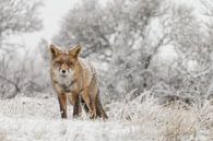 Rode vos in de winter tijdens een sneeuwbui van Menno Schaefer thumbnail