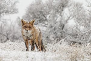 Roter Fuchs