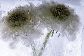 White Scaevola in ice 3 by Marc Heiligenstein