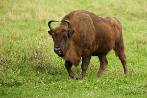Bison d'Europe (Bison bonasus)