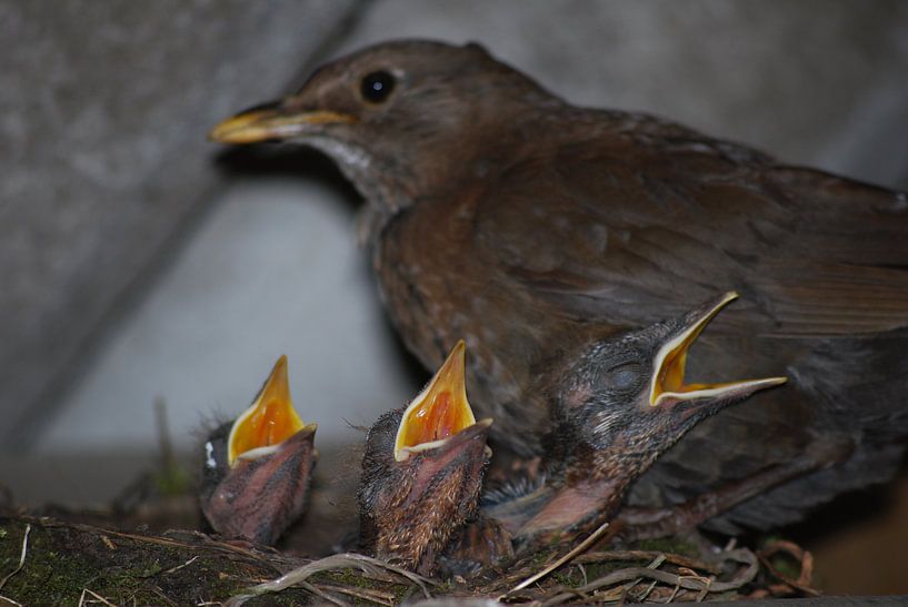 Nest jonge merels von Sebastiaan  van Beem