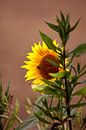 DE - Baden-Württemberg : Die Sonnenblume von Michael Nägele Miniaturansicht