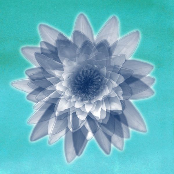 Fleurs de lotus en bleu par Bianca Wisseloo