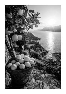 Stimmungsvolle Szene mit Zitronenbaum im Terrakottatopf
