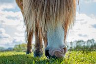 Kikvors horse von Jo Pixel Miniaturansicht