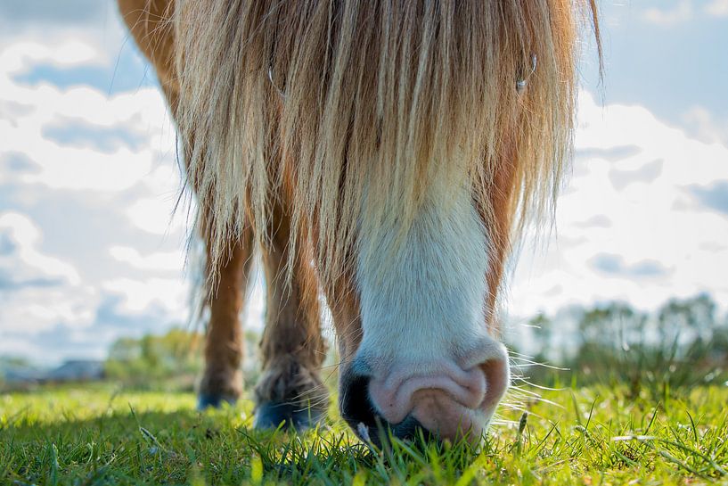 Kikvors horse par Jo Pixel