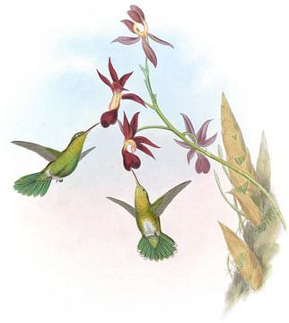 Green-tailed numming-bird, John Gould van Hummingbirds