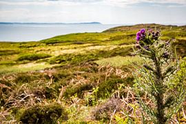 Scottish Thistle by the Sea by Patrick Kilb