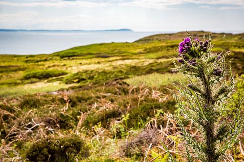 Schottische Distel am Meer