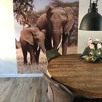 Kundenfoto: Elefanten im Tansania Nationalpark  von Roos Vogelzang, auf nahtloser fototapete