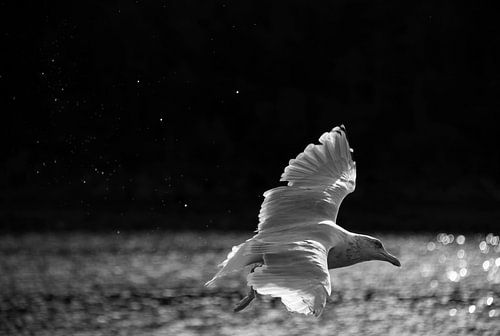 Splash