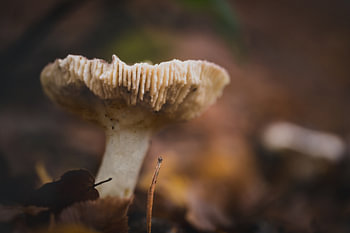 Pilze mit Bokeh