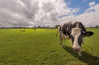 Nieuwsgierige koe bij molen van Moetwil en van Dijk - Fotografie thumbnail