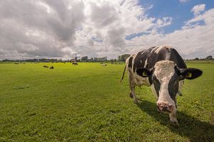 Curious cow by Moetwil en van Dijk - Fotografie