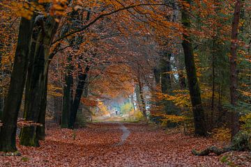 Herfst in het bos van Jan Willem Oldenbeuving