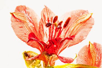 Alstroemeria in ijs 3 van Marc Heiligenstein