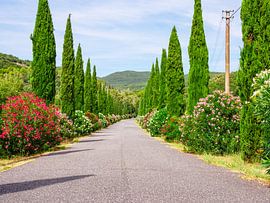 Toscane Avenue Italië