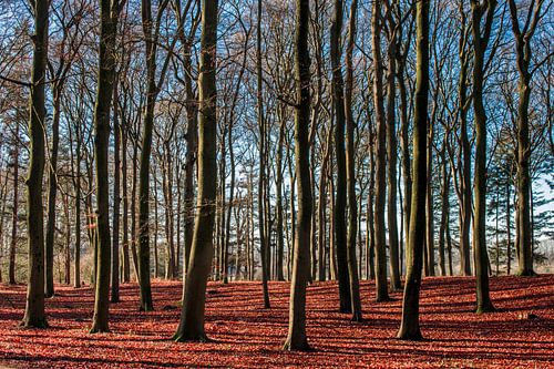 Utrechtse Hill Ridge