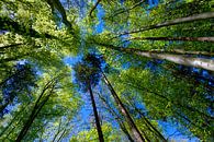 Baumwelt von artpictures.de Miniaturansicht