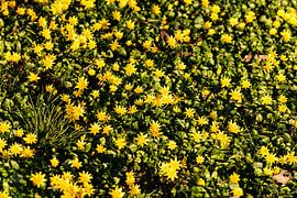 Un soupçon de printemps sur Harald Schottner