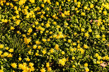 Ein Hauch von Frühling