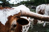 White and brown cow by Walljar thumbnail