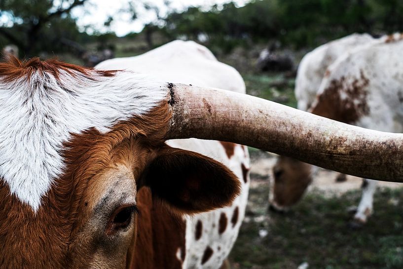 White and brown cow by Walljar