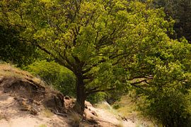 boom van Tania Perneel