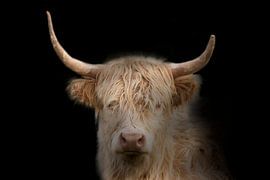 Highlander écossais, un portrait.