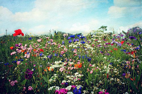 Flower meadow