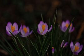 Crocus, le printemps arrive sur Lindy Schenk-Smit