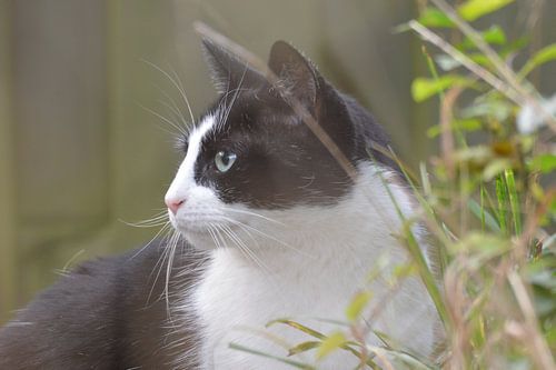 een nieuwsgierige kat ...