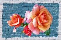 (CA003)  Rozen op de blauwe muur