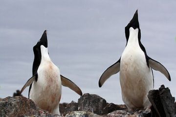Adelie penguins by Maurice Dawson