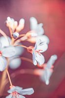 White with pink pink flower | Nature photography