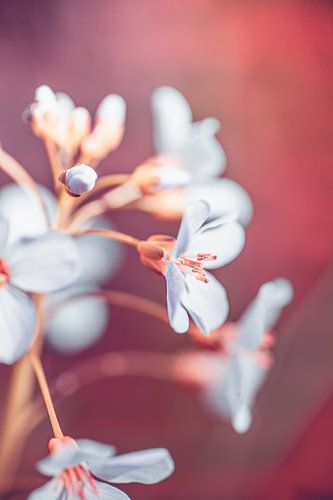 Wit met roze pinkster bloem | Natuur fotografie