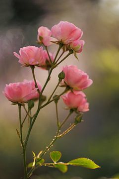 Rosa The Fairy - Lovely Light van Dagmar Hijmans