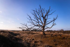 Kale Boom Kampina Boxtel van Zwoele Plaatjes