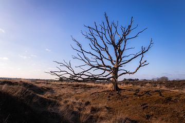 Arbre chauve Kampina Boxtel sur Zwoele Plaatjes