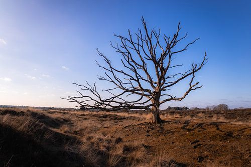 Kale Boom Kampina Boxtel