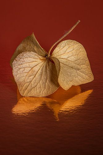 Warm colours: Hydrangea leaf with red-brown background by Marjolijn van den Berg