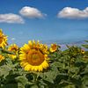 Zonnebloemen met witte wattenwolken van Marly De Kok