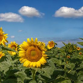 Sunflowers with white cotton wool clouds by Marly De Kok