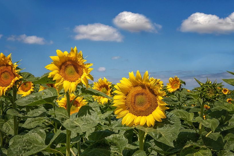 Zonnebloemen met witte wattenwolken van Marly De Kok