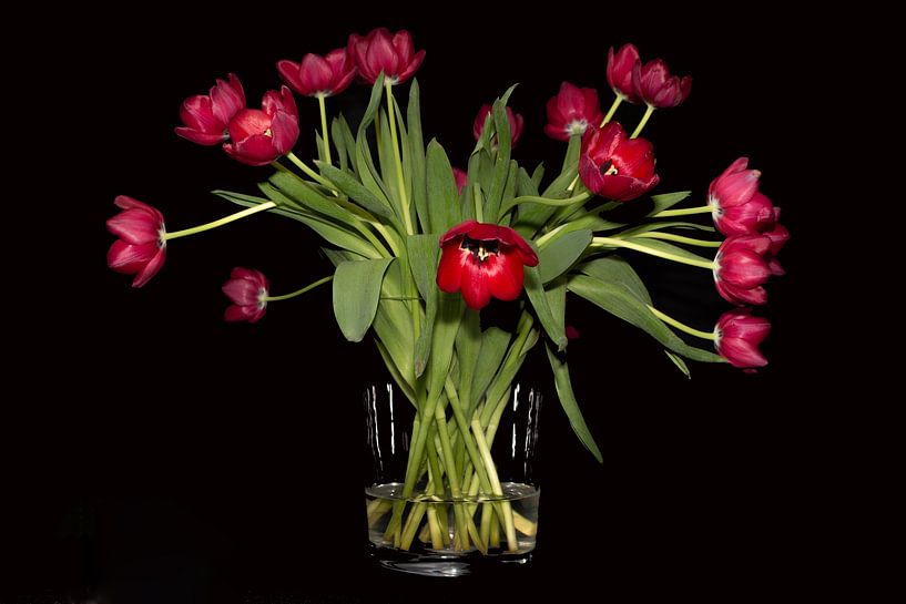 Red tulips on a black background by Audrey Nijhof
