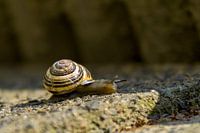 House snail Snail