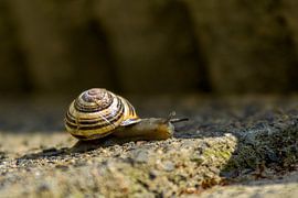 Hausschnecke Schnecke von Martin van Kammen