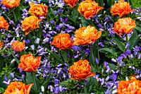 bovenzicht van oranje tulpen en blauwe anemonen